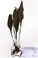 藏品(萊氏線蕨)的圖片